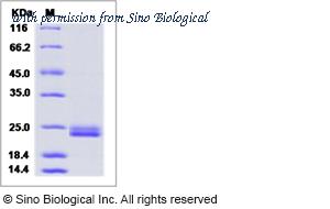 Sino Biological 50524-M08Y image 1
