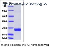 Sino Biological 50525-MNAY image 1