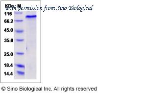 Sino Biological 50727-M20B image 1