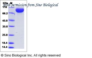 Sino Biological 52657-M02H image 1