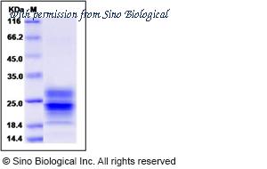 Sino Biological 60007-F08H image 1