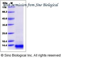 Sino Biological 63003-ZNAE image 1