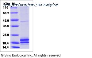 Sino Biological 65006-T07B image 1