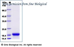 Sino Biological 69062-A08H image 1