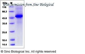 Sino Biological 80173-R01H image 1