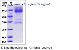 Sino Biological 80375-R02H image 1