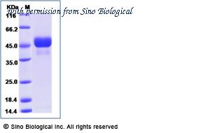 Sino Biological 80534-R08H image 1