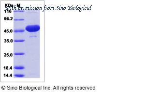Sino Biological 80578-R07E image 1