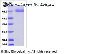 Sino Biological 80590-R08H image 1