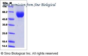 Sino Biological 80701-R08H image 1