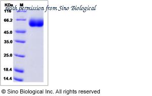 Sino Biological 81025-R08H image 1