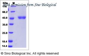Sino Biological 81240-R08H image 1