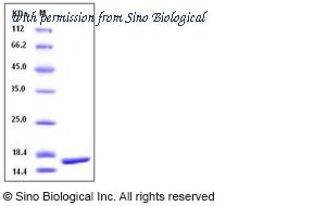 Sino Biological 90018-CNAE image 1