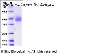 Sino Biological 90084-C07H image 1