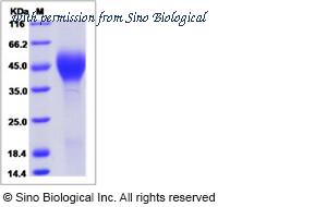 Sino Biological 90112-C08H image 1