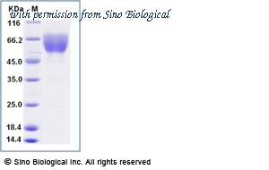 Sino Biological 90869-C02H image 1