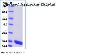 Sino Biological CT047-HNAE image 1