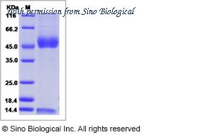 Sino Biological CT058-M08H image 1