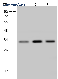 Sino Biological 10395-MM19 image 1