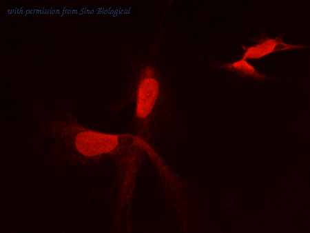 Sino Biological 14349-MM04 image 1