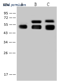 Sino Biological 50337-R001 image 1