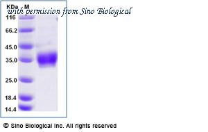 Sino Biological 50507-M08H image 1