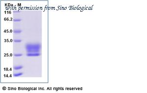 Sino Biological 69035-A08H image 1