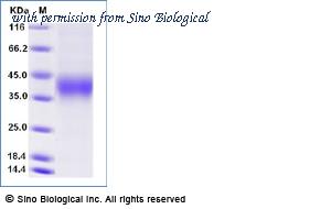 Sino Biological 90013-C08H1-B image 1