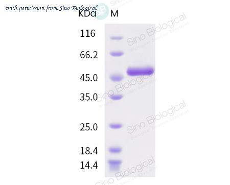 Sino Biological 40588-V08B image 1