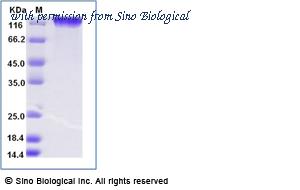 Sino Biological 10012-H27H-B image 1