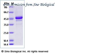 Sino Biological 27475-H02H image 1