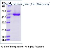 Sino Biological 40532-V08H1 image 1