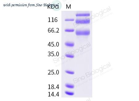 Sino Biological 40607-V08B image 1