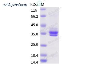 Sino Biological 69007-A08H1 image 1