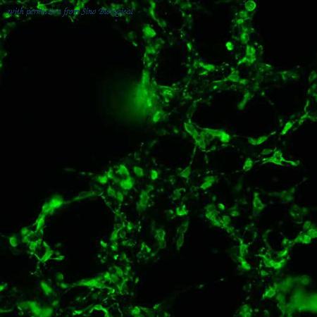 Sino Biological HG10334-CF image 1