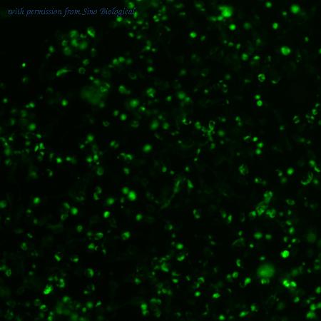 Sino Biological VG40042-ACG image 1
