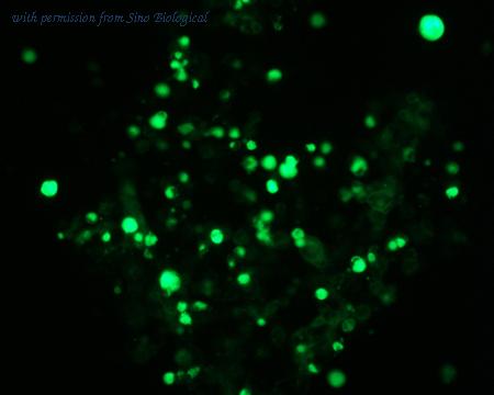 Sino Biological HG10004-ACG image 1