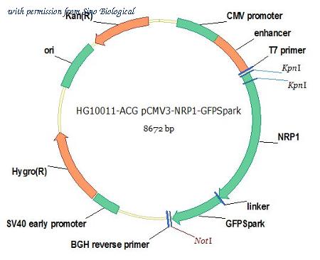 Sino Biological HG10011-ACG image 1