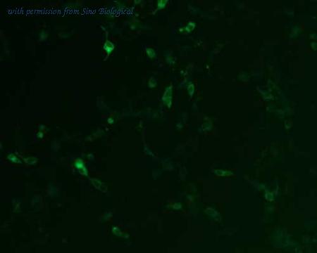 Sino Biological HG10012-ACG image 1