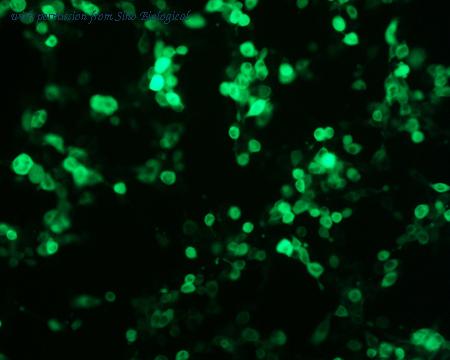 Sino Biological HG10094-ACG image 1