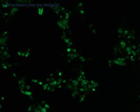 Sino Biological HG10182-ACG image 1