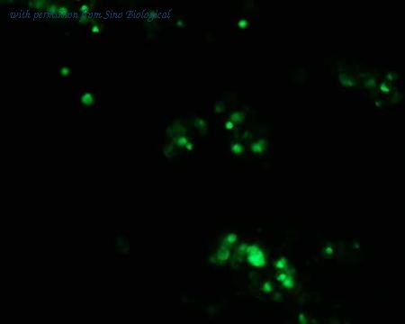 Sino Biological HG10279-ACG image 1