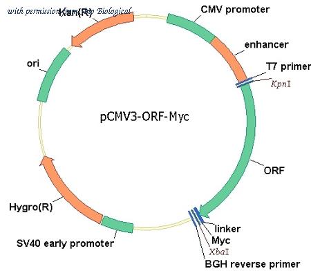 Sino Biological VG40087-CM image 1