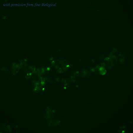 Sino Biological HG15189-ACG image 1
