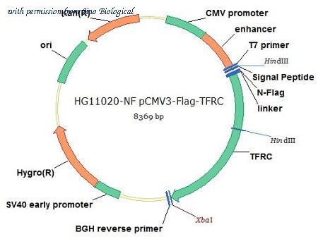 Sino Biological HG11020-NF image 1