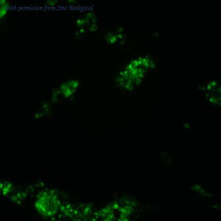 Sino Biological VG11688-ACG image 1