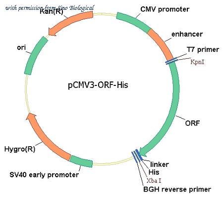 Sino Biological HG10296-CH image 1