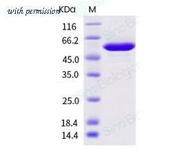 Sino Biological 40754-V08B image 1