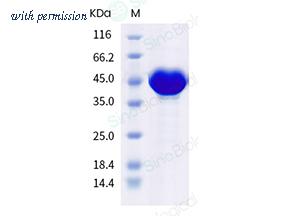 Sino Biological 40588-V07E11 image 1