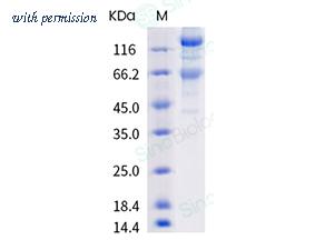 Sino Biological 40589-V08B5 image 1